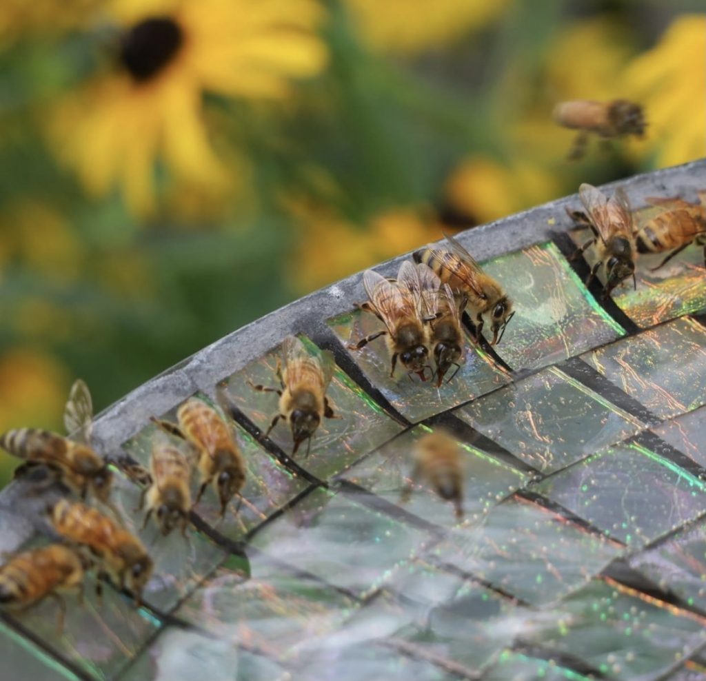 bees may be especially vulnerable to neonicotinoid pesticides
